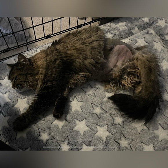 Strapless Body Con Dress by EXPRESS - Picture 8 of 12